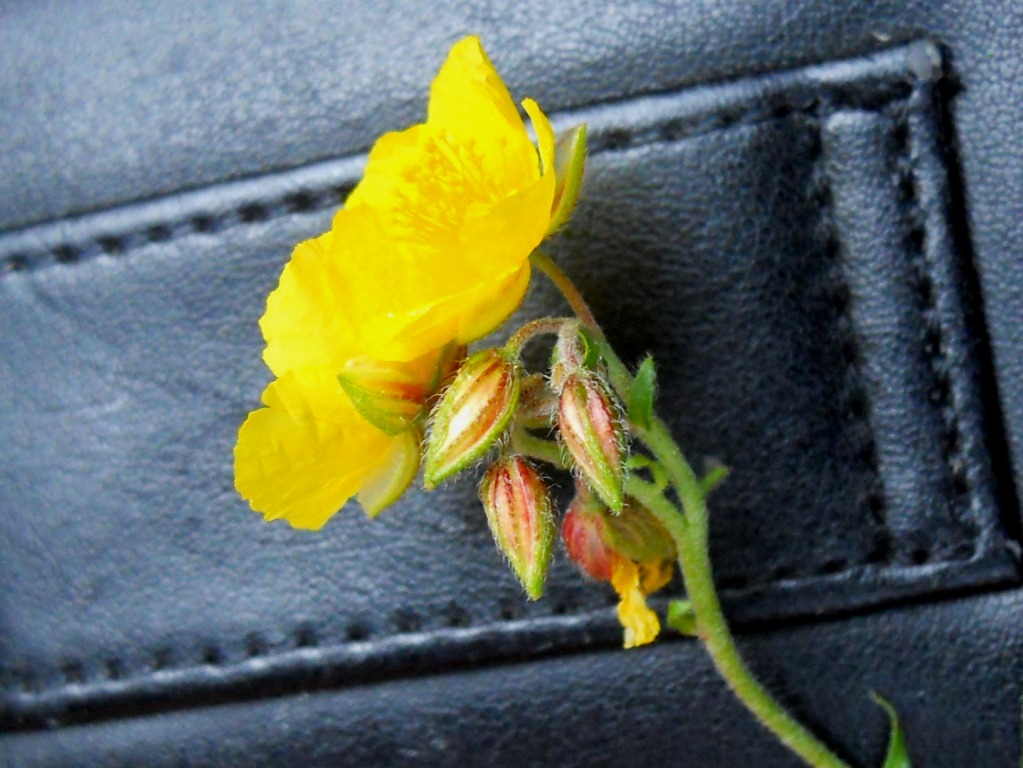 Helianthemum nummularium